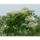 Fekete bodza (Sambucus nigra) konténeres csemete