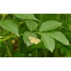 Fekete bodza (Sambucus nigra) konténeres csemete