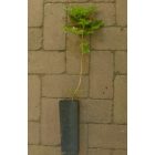 Fekete bodza (Sambucus nigra) konténeres csemete