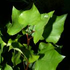 Fekete nyár (Populus nigra) konténeres csemete