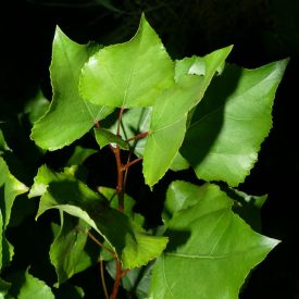 Fekete nyár (Populus nigra) konténeres csemete