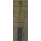 Fekete nyár (Populus nigra) konténeres csemete