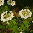 Kányabangita (Viburnum opulus) konténeres csemete