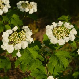 Kányabangita (Viburnum opulus) konténeres csemete