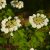 Kányabangita (Viburnum opulus) konténeres csemete