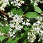 Karcsú gyöngyvirágcserje (Deutzia gracilis) konténeres csemete