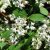 Karcsú gyöngyvirágcserje (Deutzia gracilis) konténeres csemete