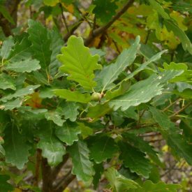 Kocsánytalan tölgy (Quercus petraea) konténeres csemete