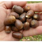 Kocsánytalan tölgy (Quercus petraea) konténeres csemete