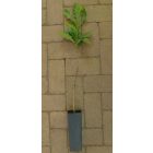 Kocsánytalan tölgy (Quercus petraea) konténeres csemete