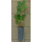 Közönséges mogyoró (Corylus avellana) konténeres csemete