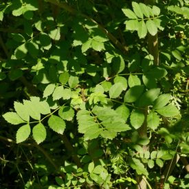   Magyar kőris (Fraxinus angustifolia subsp. danubialis) konténeres csemete