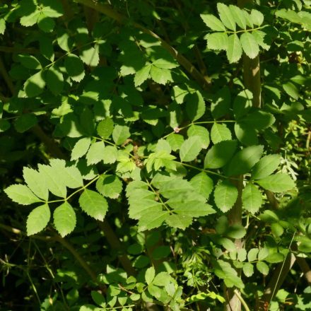 Magyar kőris (Fraxinus angustifolia subsp. danubialis) konténeres csemete