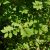 Magyar kőris (Fraxinus angustifolia subsp. danubialis) konténeres csemete