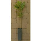 Magyar kőris (Fraxinus angustifolia subsp. danubialis) konténeres csemete