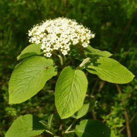 Ostorménbangita (Viburnum lantana) konténeres csemete