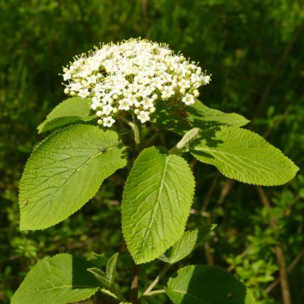 Ostorménbangita (Viburnum lantana) konténeres csemete