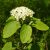 Ostorménbangita (Viburnum lantana) konténeres csemete