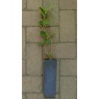 Ostorménbangita (Viburnum lantana) konténeres csemete