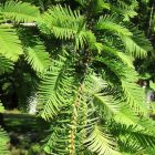Kínai mamutfenyő (Metasequoia glyptostroboides) konténeres csemete