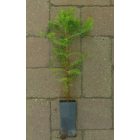 Kínai mamutfenyő (Metasequoia glyptostroboides) konténeres csemete