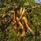 Tövises lepényfa, gledicsia (Gleditsia triacanthos) konténeres csemete