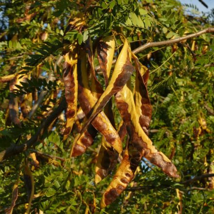 Tövises lepényfa, gledicsia (Gleditsia triacanthos) konténeres csemete