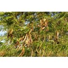 Tövises lepényfa, gledicsia (Gleditsia triacanthos) konténeres csemete
