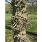 Tövises lepényfa, gledicsia (Gleditsia triacanthos) konténeres csemete