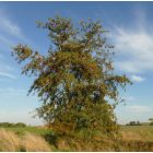 Tövises lepényfa, gledicsia (Gleditsia triacanthos) konténeres csemete