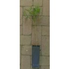Tövises lepényfa, gledicsia (Gleditsia triacanthos) konténeres csemete