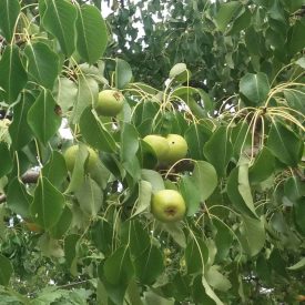 Vadkörte (Pyrus pyraster) konténeres csemete