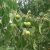 Vadkörte (Pyrus pyraster) konténeres csemete