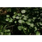 Vadkörte (Pyrus pyraster) konténeres csemete