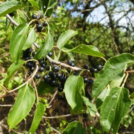 Varjútövis benge (Rhamnus catharticus) konténeres csemete