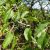 Varjútövis benge (Rhamnus catharticus) konténeres csemete
