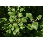 Varjútövis benge (Rhamnus catharticus) konténeres csemete