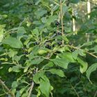 Varjútövis benge (Rhamnus catharticus) konténeres csemete