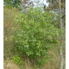 Varjútövis benge (Rhamnus catharticus) konténeres csemete