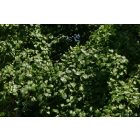 Varjútövis benge (Rhamnus catharticus) konténeres csemete