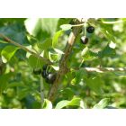 Varjútövis benge (Rhamnus catharticus) konténeres csemete
