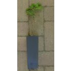 Varjútövis benge (Rhamnus catharticus) konténeres csemete