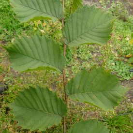 Vénic szil (Ulmus laevis) konténeres csemete