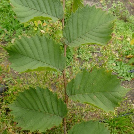 Vénic szil (Ulmus laevis) konténeres csemete