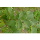 Vénic szil (Ulmus laevis) konténeres csemete