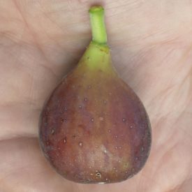 Ficus carica 'Astrid', Füge