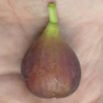 Ficus carica 'Astrid', Füge