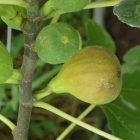 Ficus carica 'Astrid', Füge
