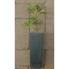 Ficus carica 'Astrid', Füge