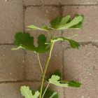 Ficus carica 'Early Violet', Füge